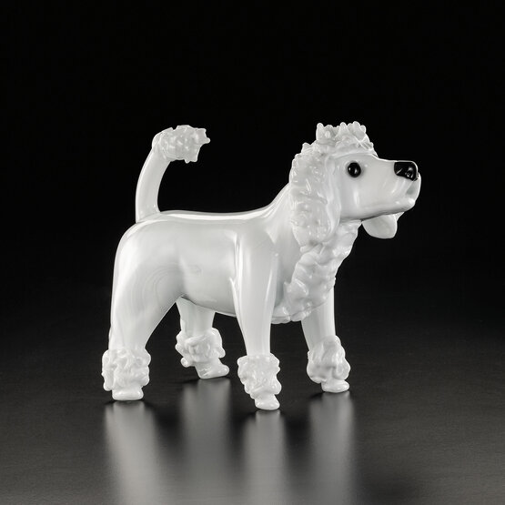 Caniche, caniche blanco