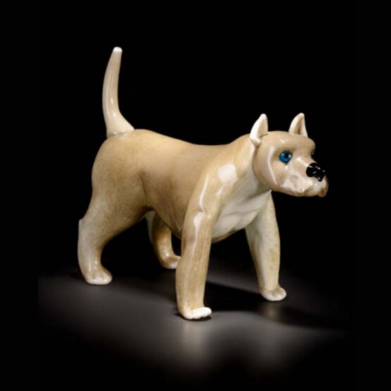 Amstaf, Amstaff gris brillante